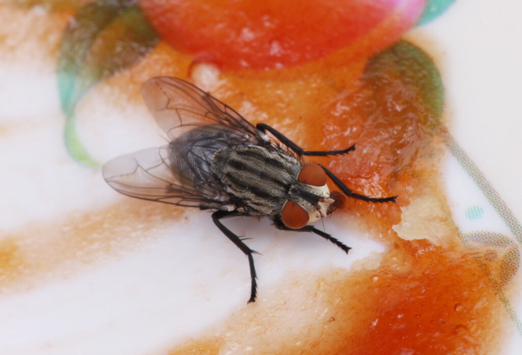 Close-up of a fly on fresh food.