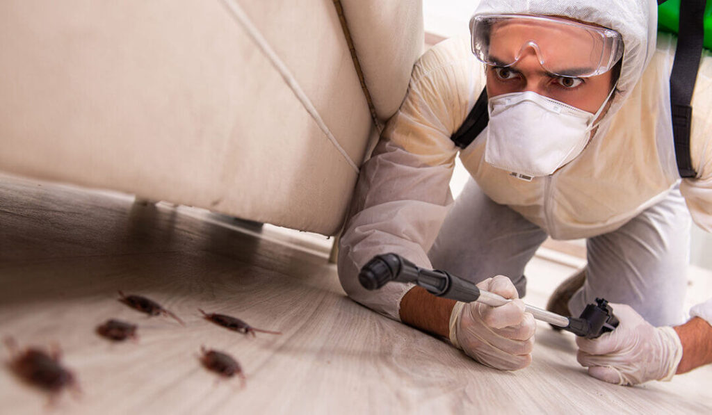 pests during and after cleaning